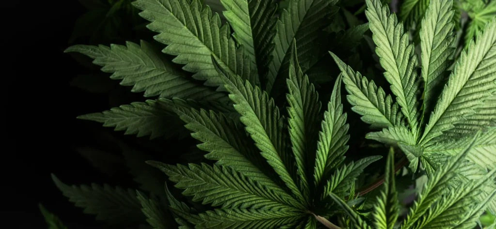 Cannabis Store Vienna Filiale 1030 Wien, Landstrasser Haupstraße
